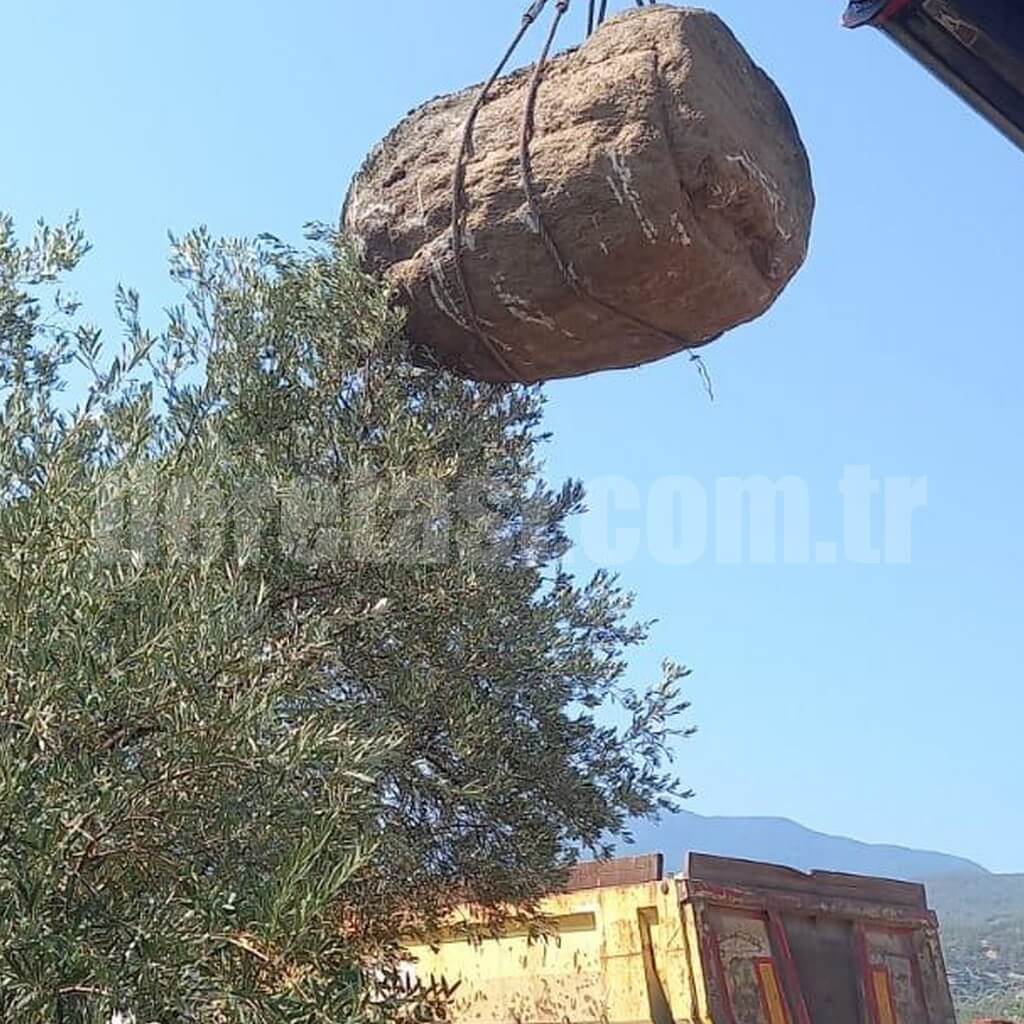 Dere Kayası görsel 8